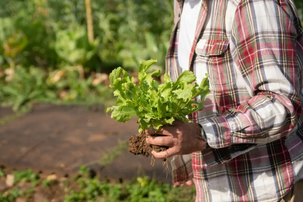 entretien-potager-debutant