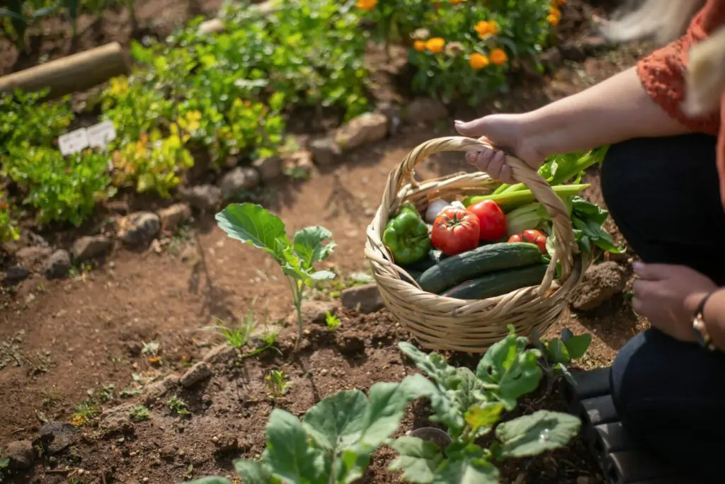 planter-legume-potager